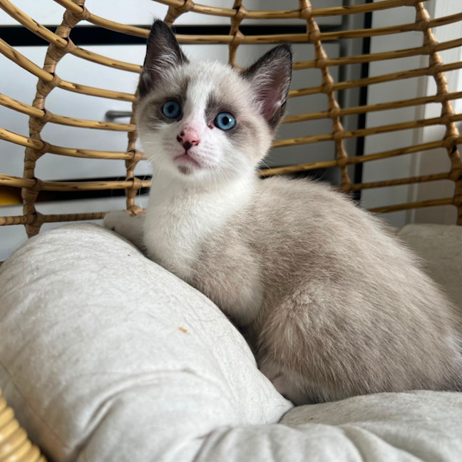 Photo of Possum 🩵🐟