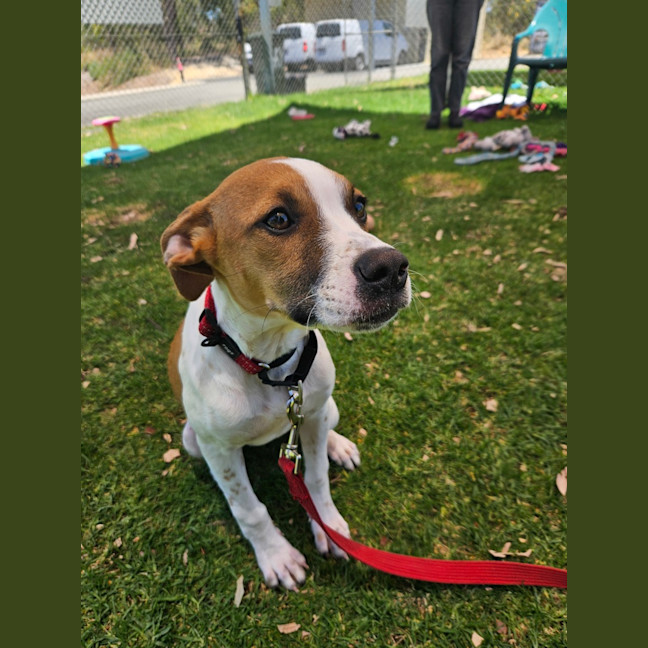 Photo of Lebron (Fizzler)