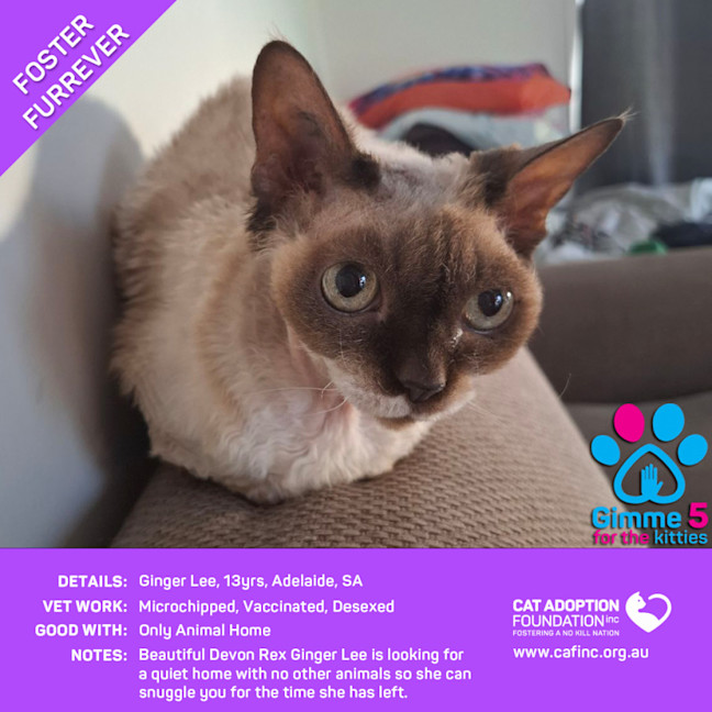 Photo of Ginger Lee Free Vet Work For Life!