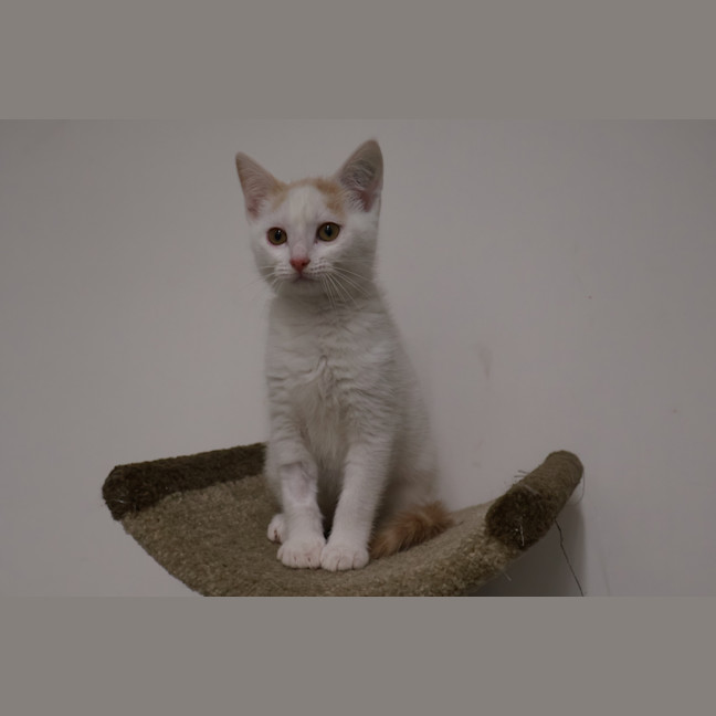 Photo of Lazarus