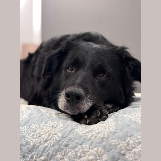 Photo of Boss