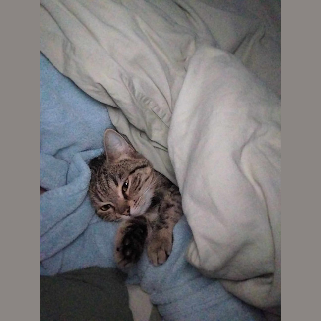Photo of Goose