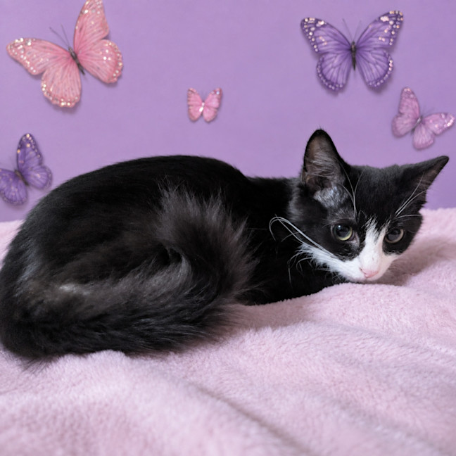Photo of Misty
