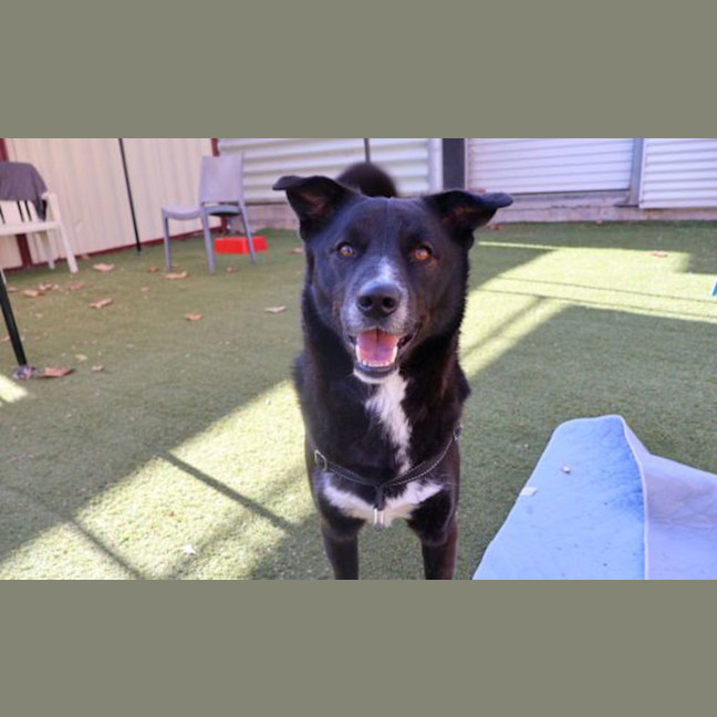 Photo of Koda Boy 