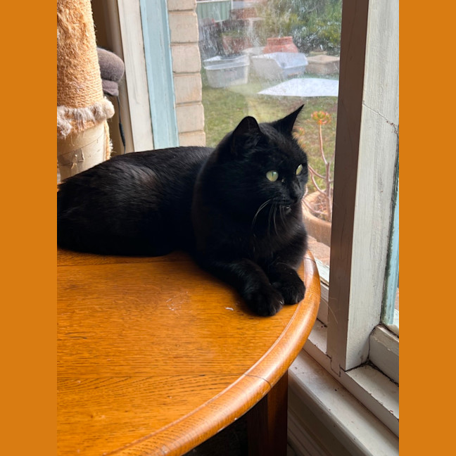 Photo of Slinky Malinki