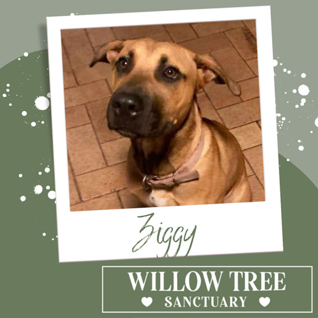 Photo of Ziggy