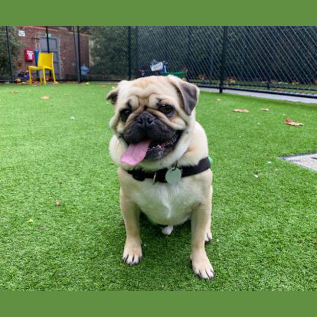 Photo of Dexter