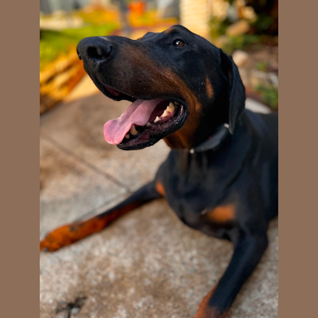 Photo of Mr B Von Dobermann