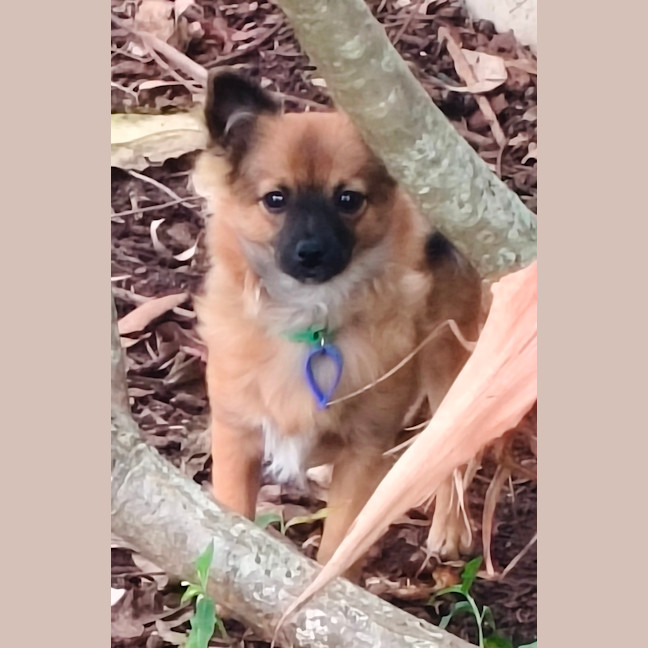 Photo of Jimmy   4 Month Old Pomeranian X