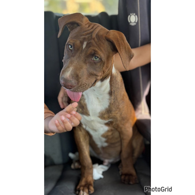 Photo of Bodhi