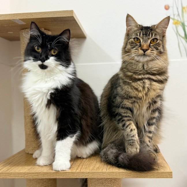 Photo of Bonnie & Clyde