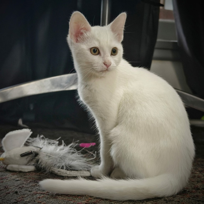Photo of Smudge
