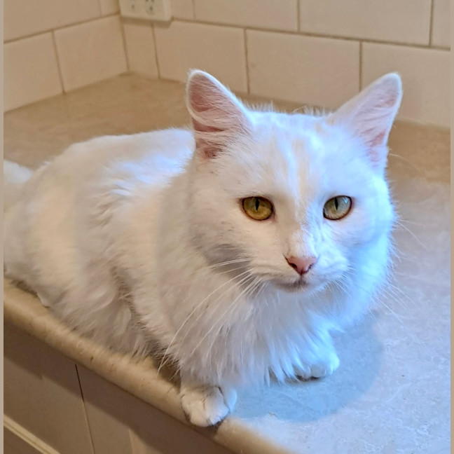 Photo of Topaz