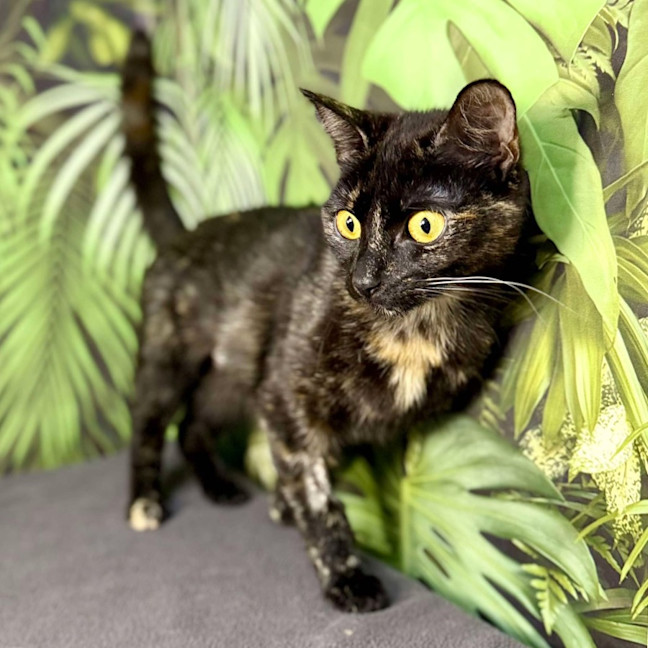 Photo of Hazel & Olive  Located In Keilor Downs