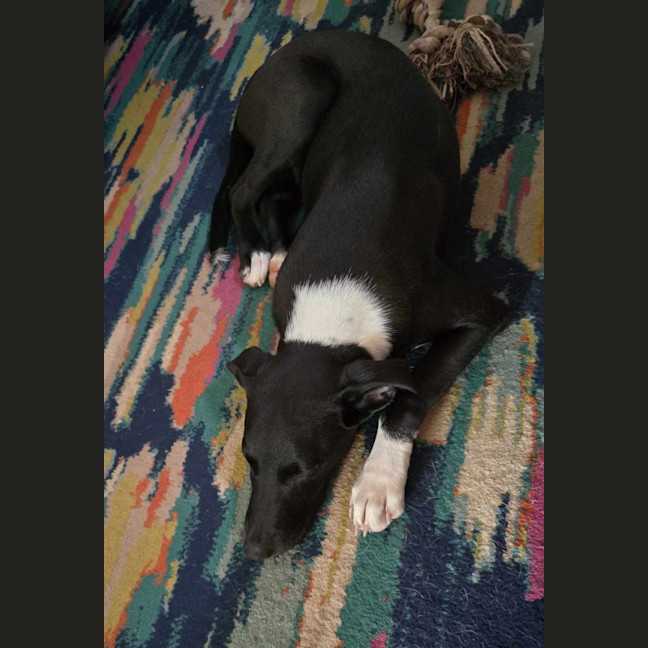 Photo of Bruno
