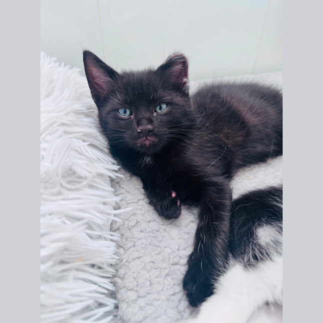 Photo of Pumpernickle