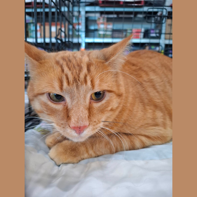Photo of Archie