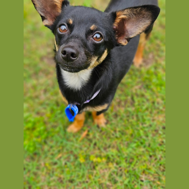 Photo of Alfie  9 Month Old Chihuahua X Dachshund 