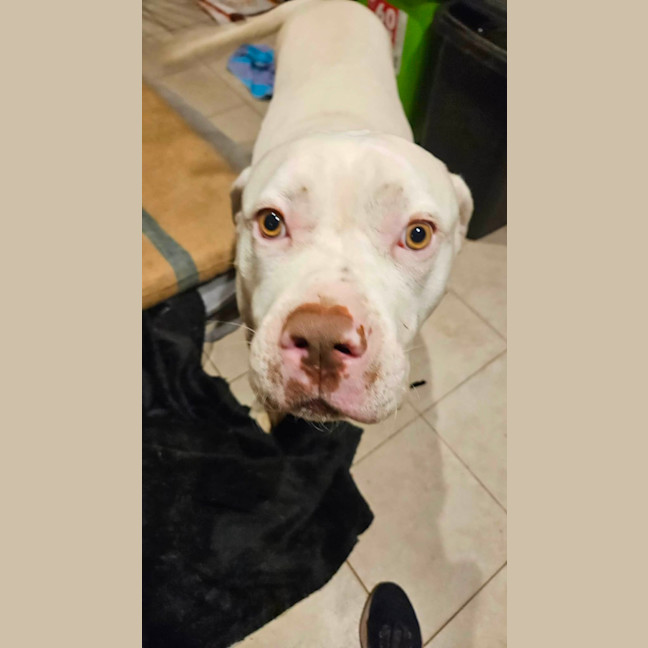 Photo of Tank 
