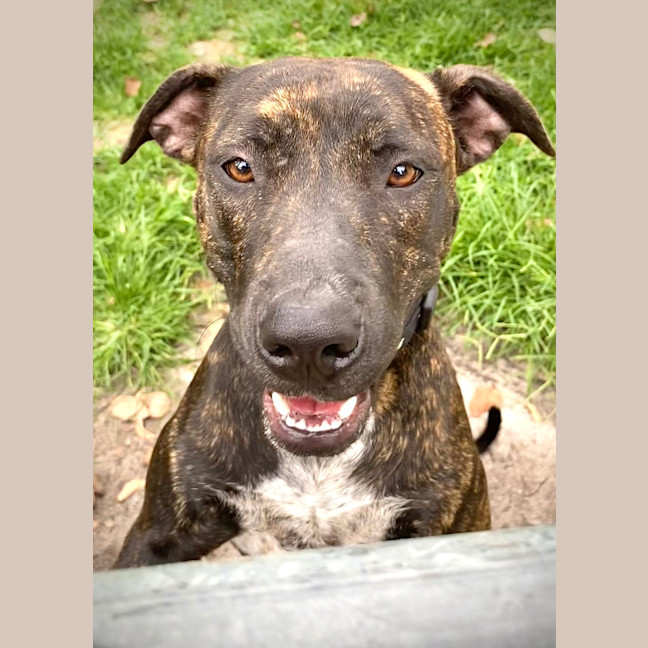 Photo of Tilly Love Bug