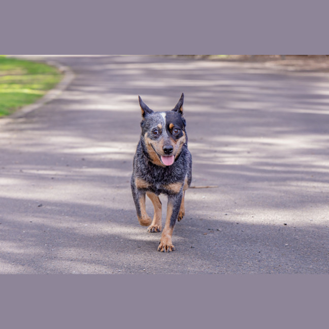 Photo of Kira
