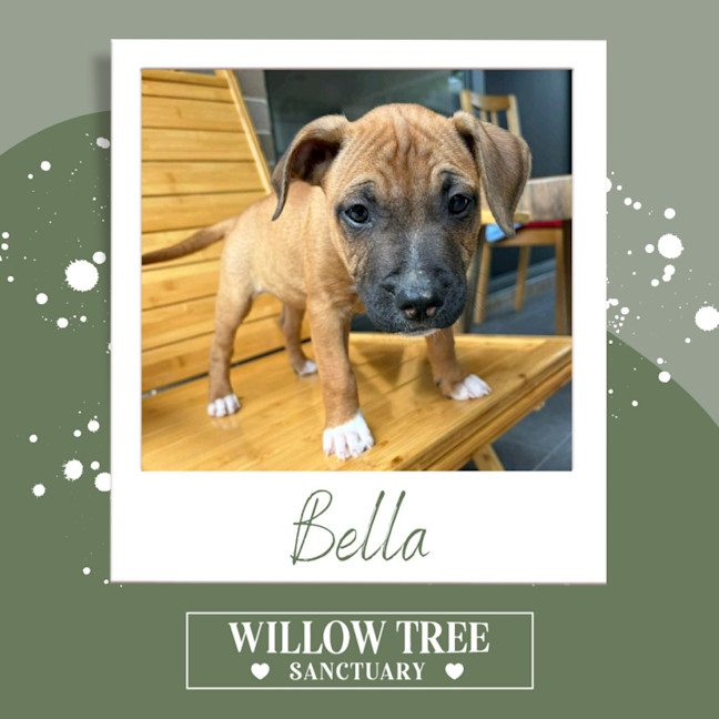 Photo of Bella
