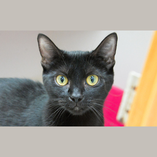 Photo of Cola