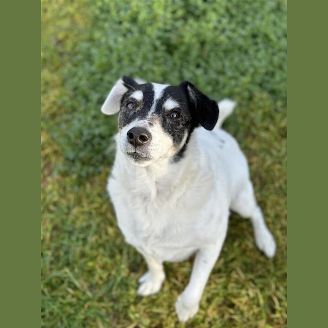Photo of Toby 