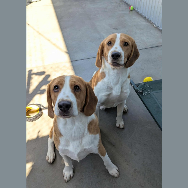 Photo of Bailey & Bugle