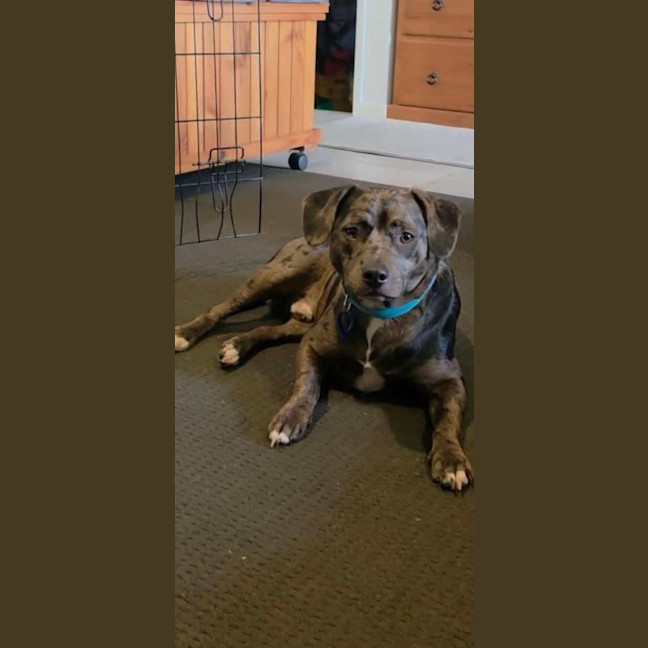 Photo of Crank   11 Month Old Dachshund X Staffy