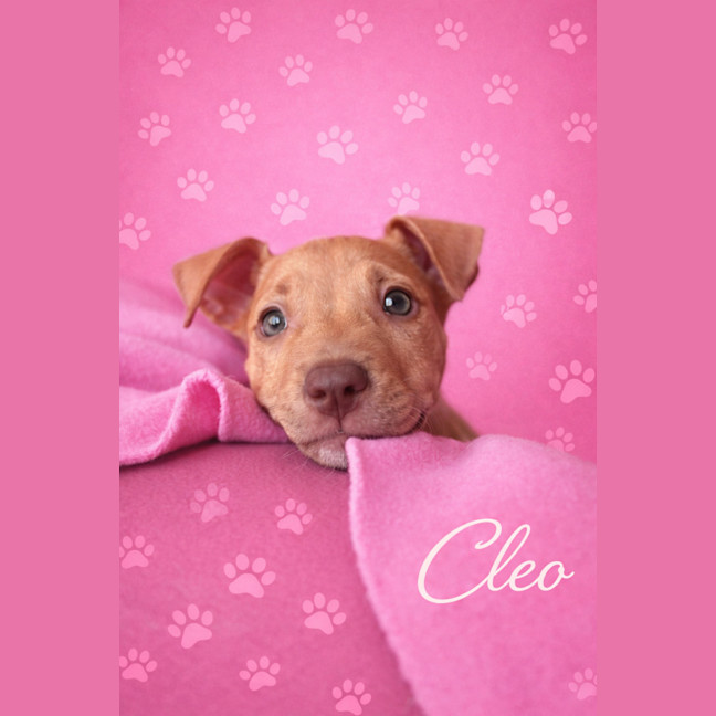 Photo of Cleo