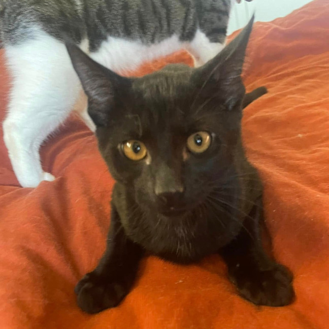 Photo of David Meowie