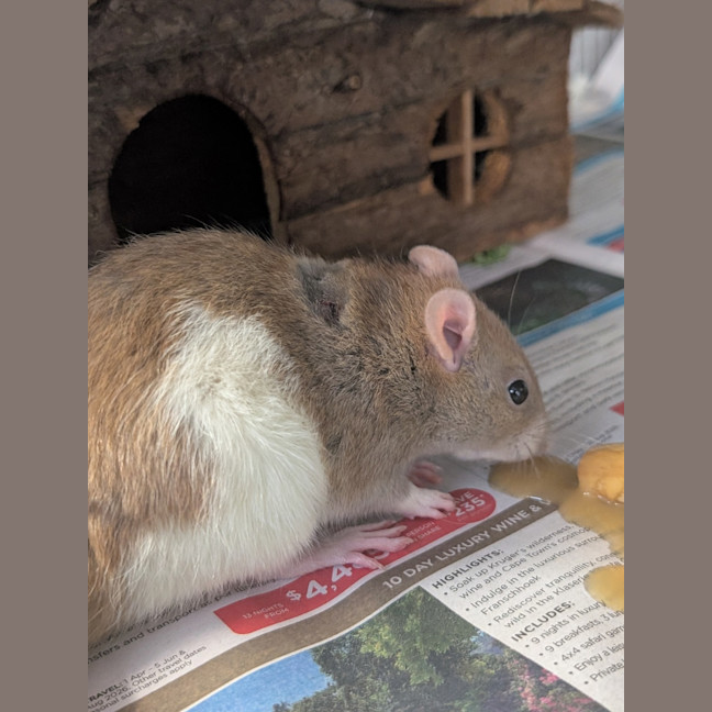 Photo of Cabbage, Joey And Pancake