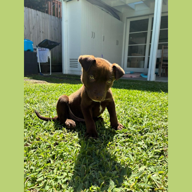 Photo of Fudge