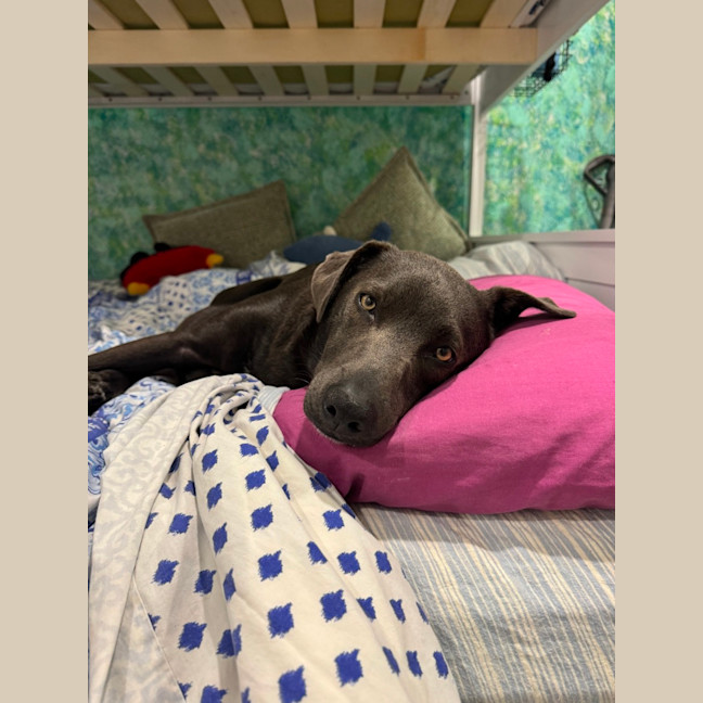 Photo of Max   1 Year Old Kelpie X