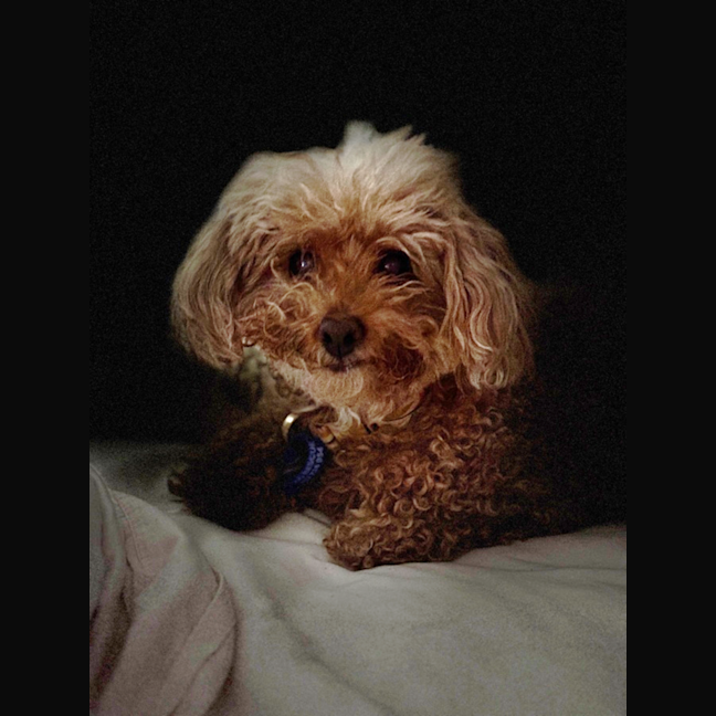 Photo of Yo Yo   13 Year Old Poodle (Trial)