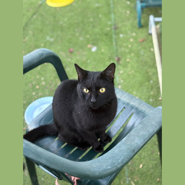 Photo of Salem