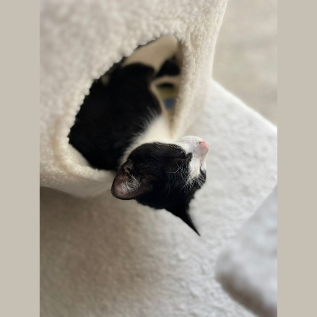 Photo of Alfred 