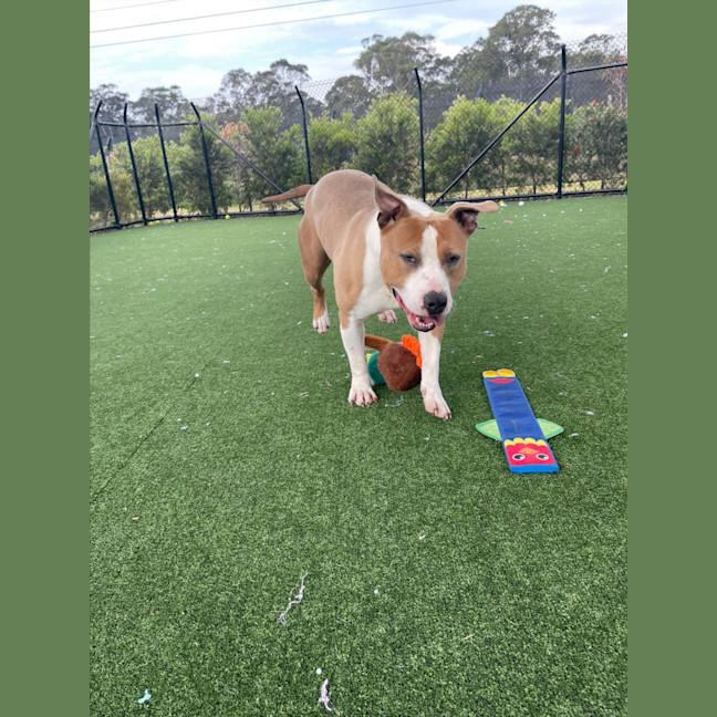 Photo of Peanut Imp 1312