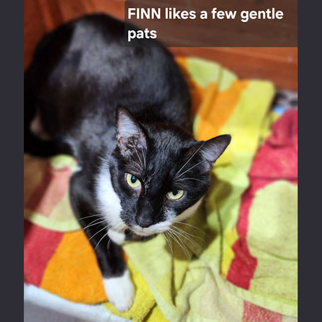 Photo of Finn
