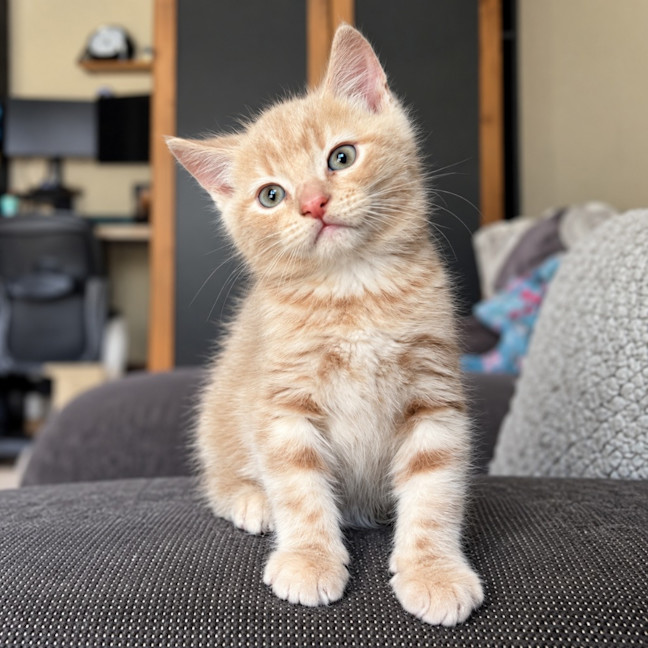 Photo of Trinket