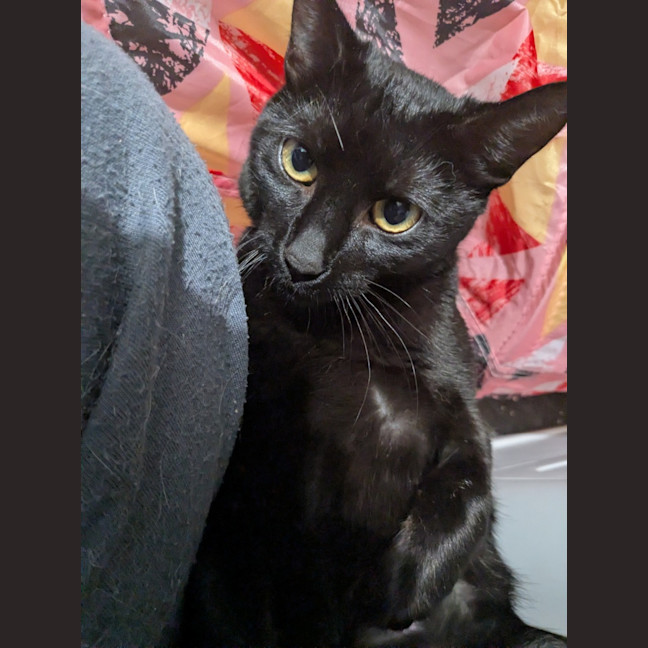 Photo of Reglisse