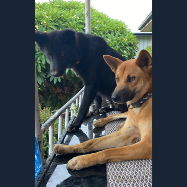 Photo of Bear, Storm & Shadow   2 Year Old Dingo Hybrid