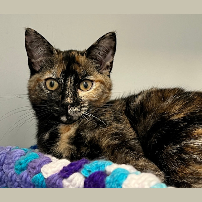 Photo of Dora