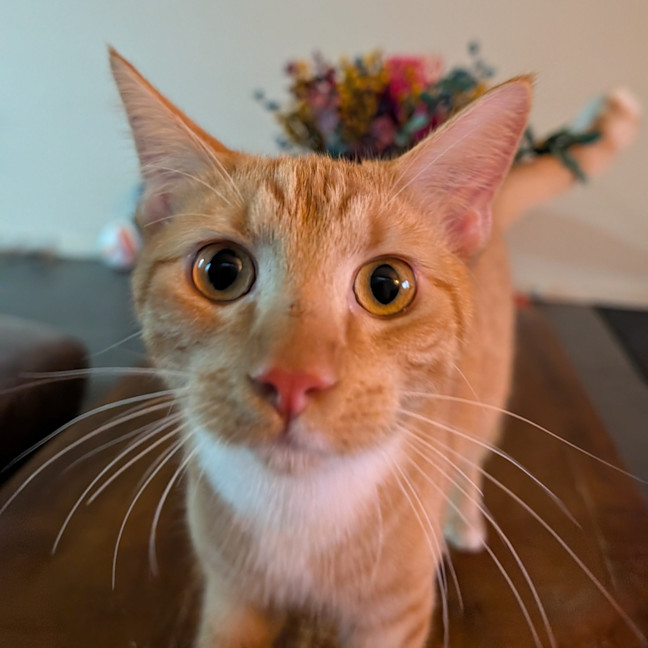 Photo of Griffin