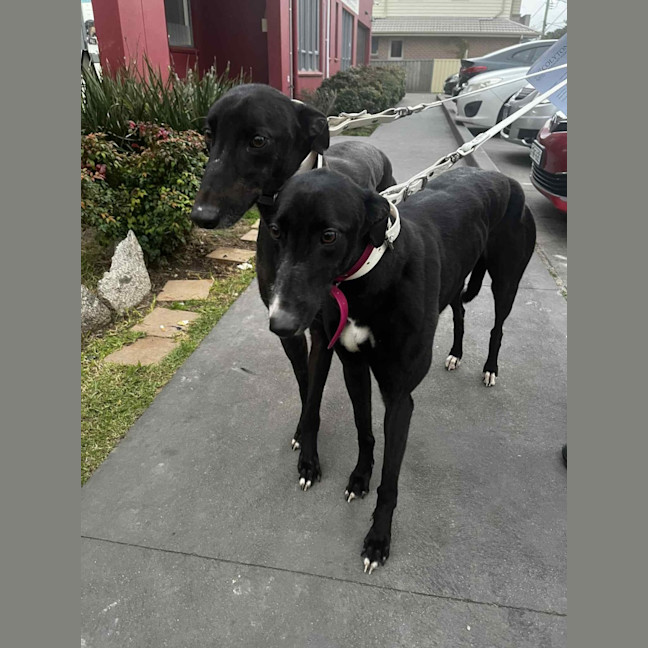 Photo of Layla, The Greyhound