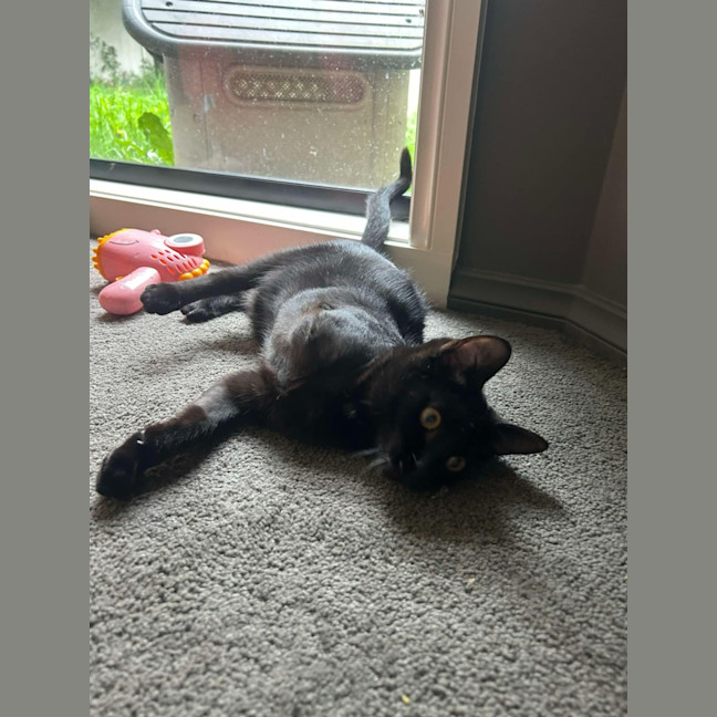 Photo of Gomez   Located In Pakenham