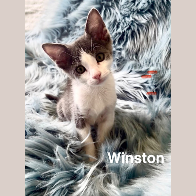 Photo of Winston🐾