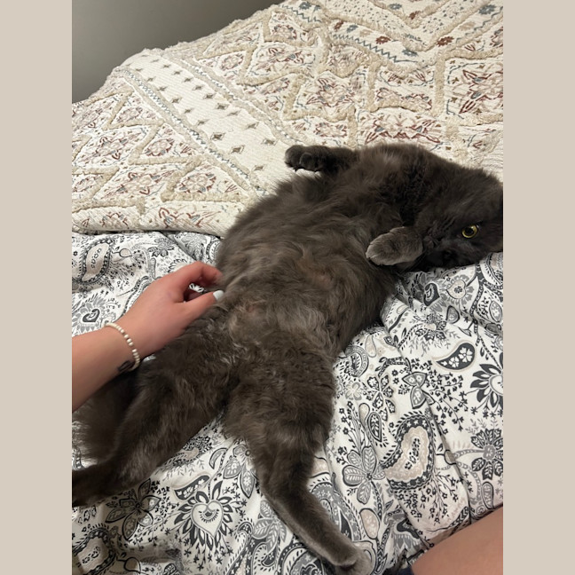 Photo of Crinkle