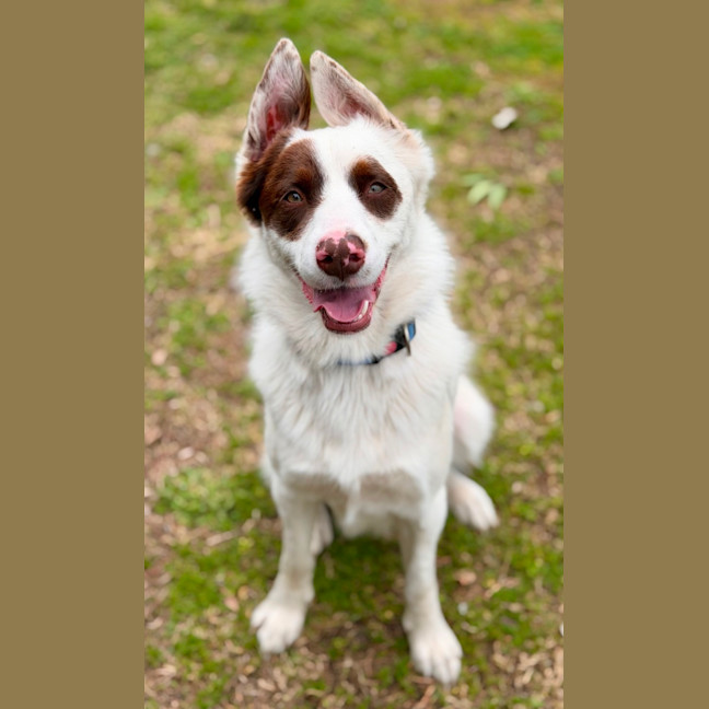 Photo of Opie